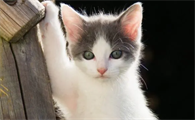 一个月左右的小猫可以喝牛奶吗