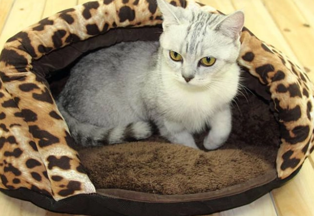 冬天猫窝推荐