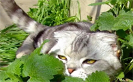 猫薄荷使用注意事项有哪些