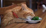 猫能吃什么蔬菜