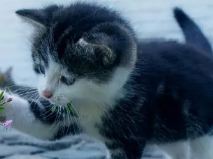猫睡觉发出嗯嗯的声音正常吗