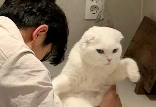 宠物猫喜欢铲屎官，却不愿意被铲屎官碰