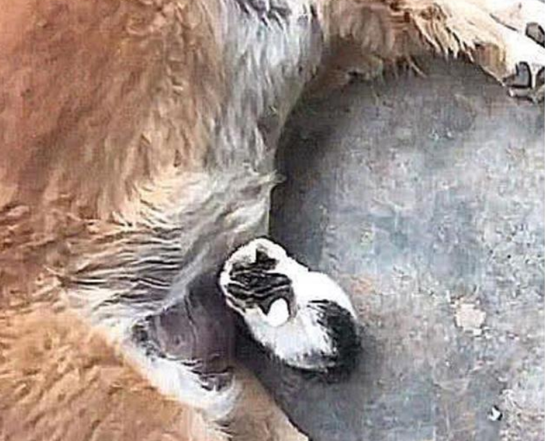 狗狗孩子被卖,从外面捡回一个养子,发现是这动物后,直接扔掉 狗狗孩子被卖,从外面捡回一个养子,发现是这动物后,直接扔掉