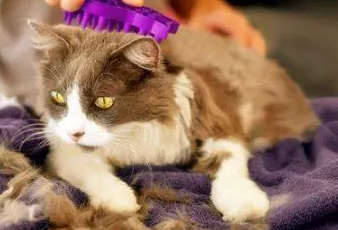 猫咪严重掉毛什么原因引起的