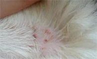 猫身上有蜱虫吗怎么办