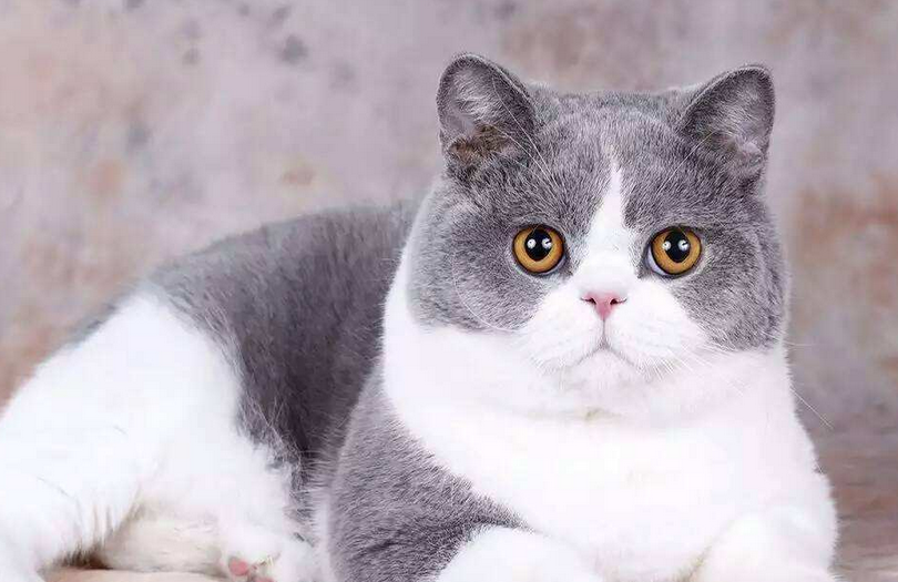 猫的眼睛上的毛掉了怎么回事