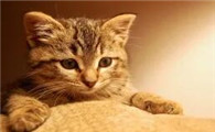 猫咪最近打喷嚏