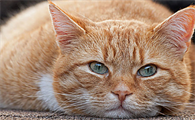 猫鼻塞打喷嚏吃什么药好