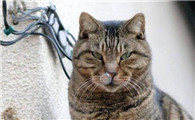 猫鼻涕用什么药