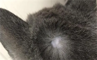 猫头顶秃了一块怎么回事儿