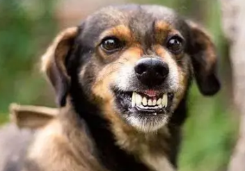怎么判断狗有狂犬病 怎么判断狗有狂犬病