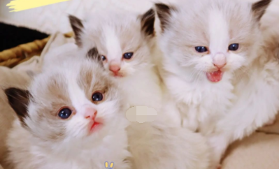刚出生的小猫找不到奶应该怎么办