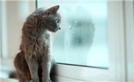 猫会孤独吗