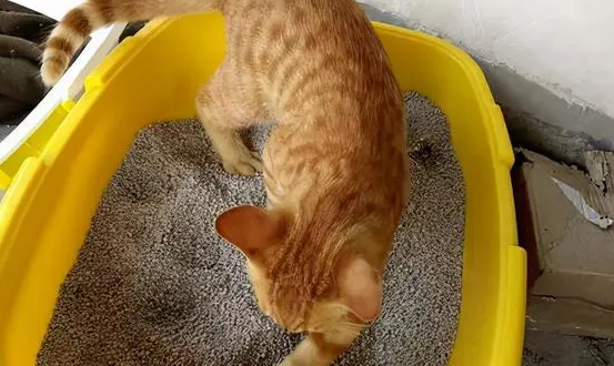 猫咪大便干燥吃点什么好