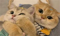 猫鼻子上出现红点怎么回事