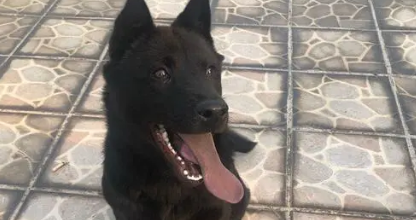 五黑犬哪里有得买