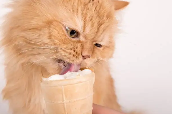 猫咪可以吃一点点冰淇淋吗 猫咪可以吃一点点冰淇淋吗