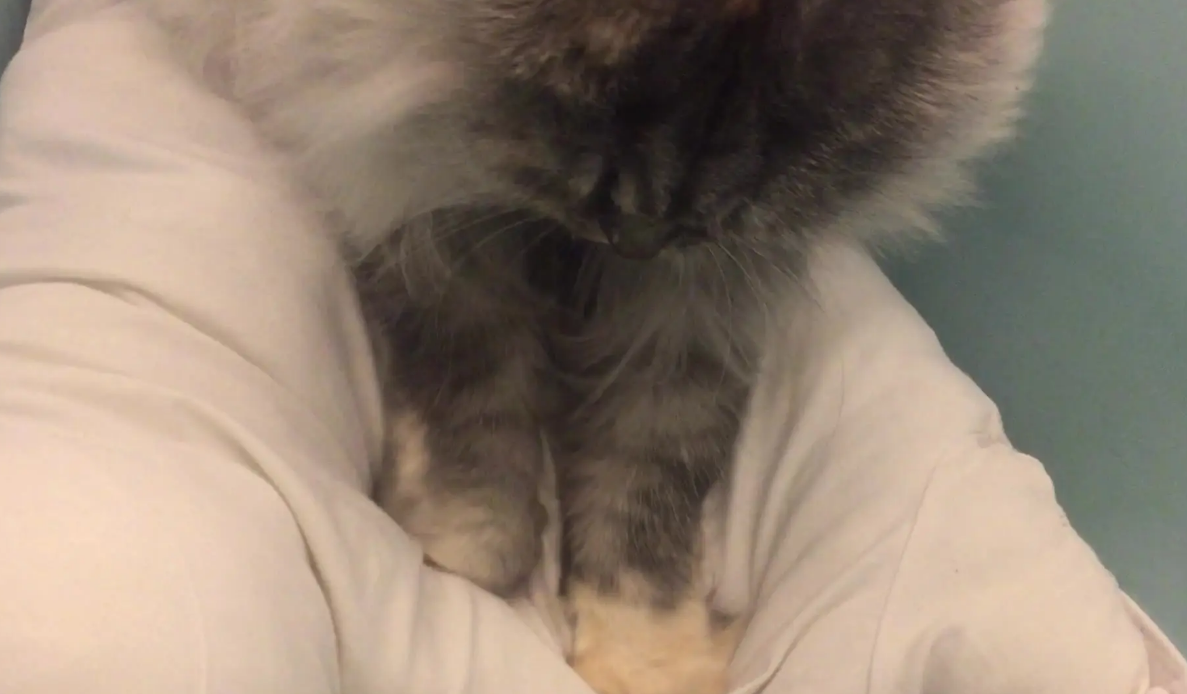 猫为什么要踩奶