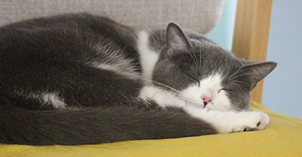 猫咪眼睛流脓睁不开怎么回事 猫咪眼睛流脓睁不开怎么回事