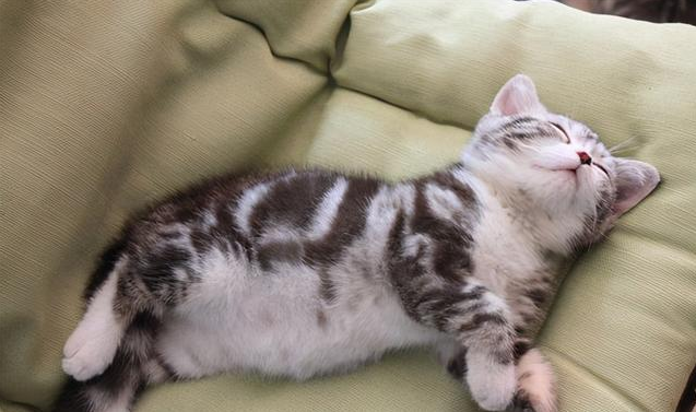 美短吃啥猫粮好 美短吃啥猫粮好