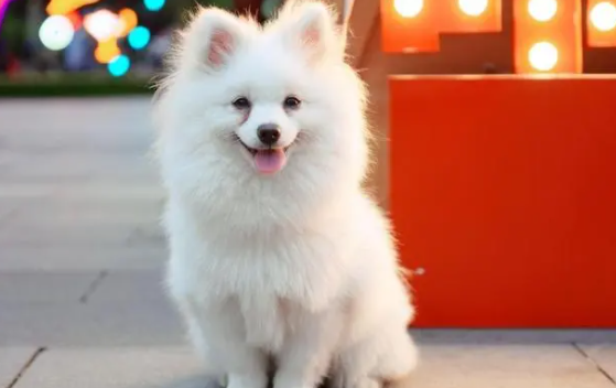 如何分辨是不是犬窝咳?该怎样应对? 如何分辨是不是犬窝咳?该怎样应对?