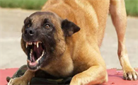 狂犬病狗的症状