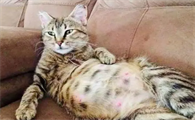 怀孕的猫吃什么好一点