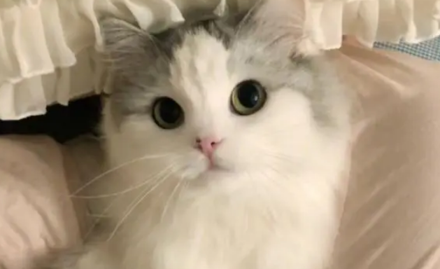 在家里养猫,有必要去买个猫窝吗?没有窝会有什么影响 在家里养猫,有必要去买个猫窝吗?没有窝会有什么影响