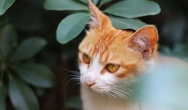 猫咪为什么会尿血的原因 猫咪为什么会尿血的原因
