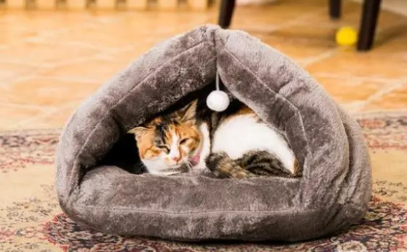 猫喜欢睡什么窝 猫喜欢睡什么窝