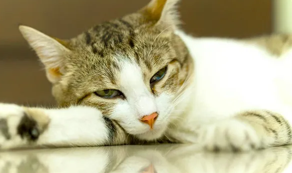 小猫精神不振嗜睡老是摇尾巴 小猫精神不振嗜睡老是摇尾巴