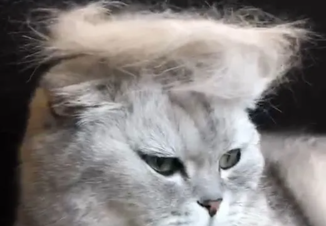 猫咪脱发严重怎么办啊 猫咪脱发严重怎么办啊