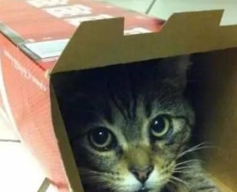 你家喵钻过的最小空间是什么？看看网友家的猫都奇葩到什么地步