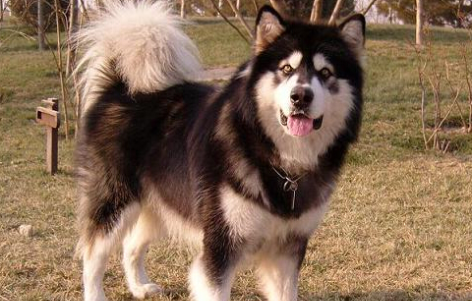 阿拉斯加幼犬用什么牵引绳好