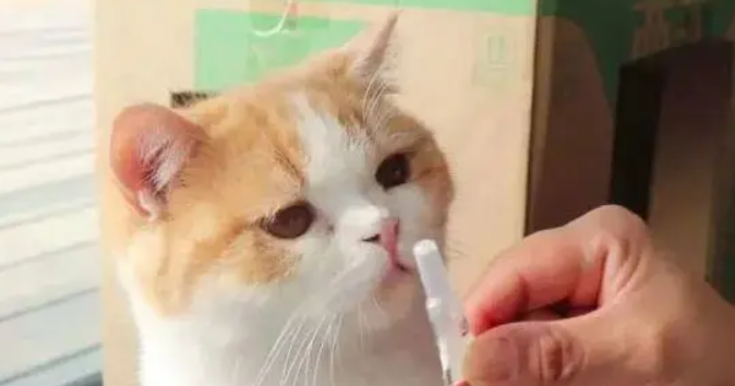 猫驱虫是打针还是吃药好 猫驱虫是打针还是吃药好