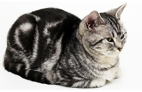 虎斑猫和狸花猫的区别，你真的知道吗？