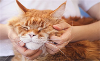 猫咪不爱干净怎么办啊