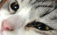 猫眼睛下面黄黄的怎么办啊