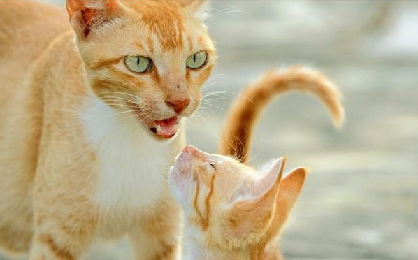 三只幼崽离世后，流浪猫把唯一的孩子送给人类