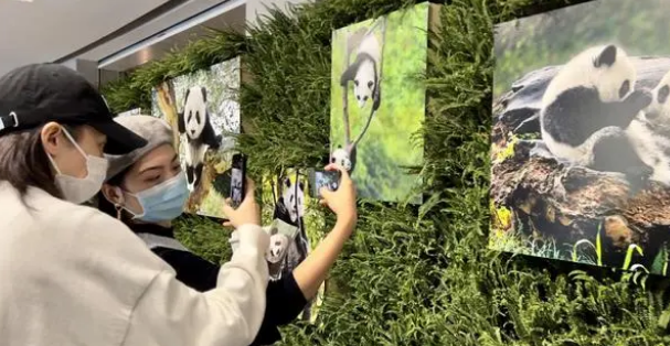 成都国际摄影周丨“国际蓉”的熊猫表达：这是拍得最美的大熊猫