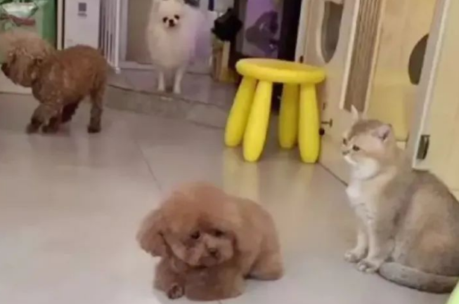 送狗狗去宠物店洗澡,它委屈坏了:麻麻怎么还不来接我 送狗狗去宠物店洗澡,它委屈坏了:麻麻怎么还不来接我