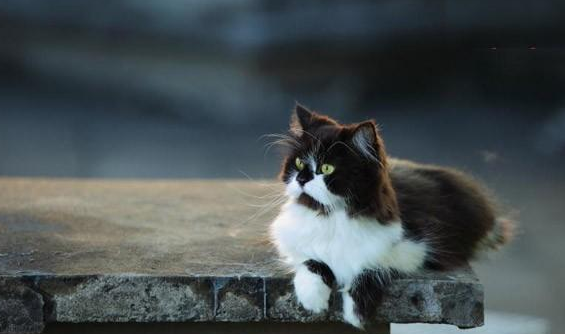 猫咪嘴巴不受控制抽搐怎么回事 猫咪嘴巴不受控制抽搐怎么回事
