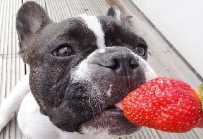 狗能吃草莓吗1