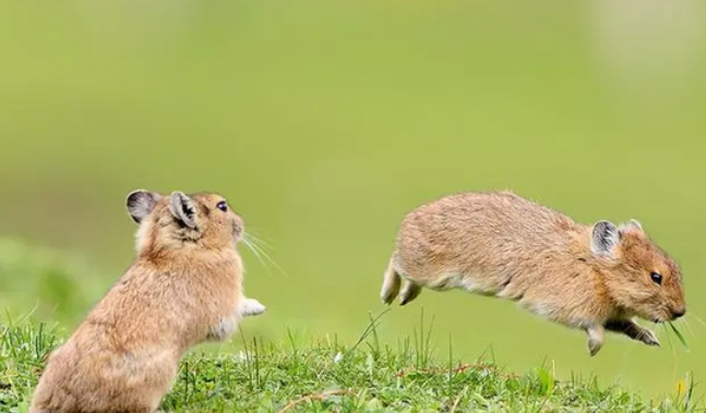 高原鼠兔会冷死吗？看这就知道了。