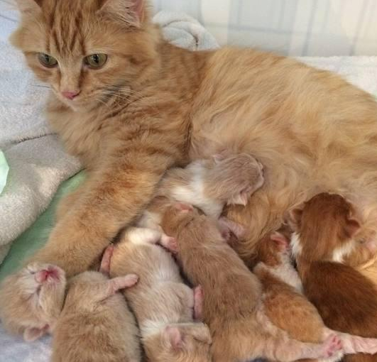 猫怀孕多长时间下崽子 猫怀孕多长时间下崽子