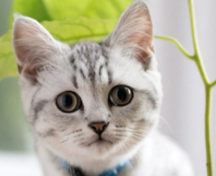 猫咪不吃不喝没精神还吐白沫怎么回事儿