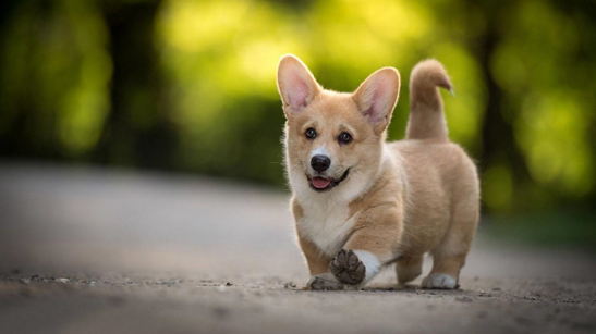 柯基犬怎么喂养
