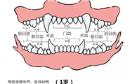 狗狗的牙齿排列图片