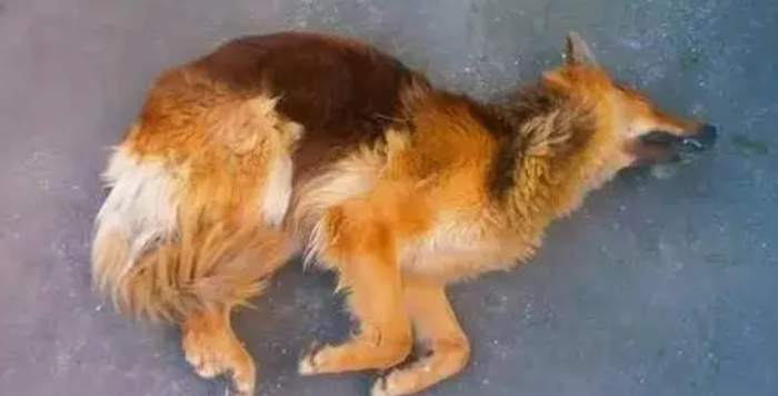 狗狗吃了粉末的蟑螂药怎么办没事吧