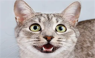 猫使劲生不出来怎么办